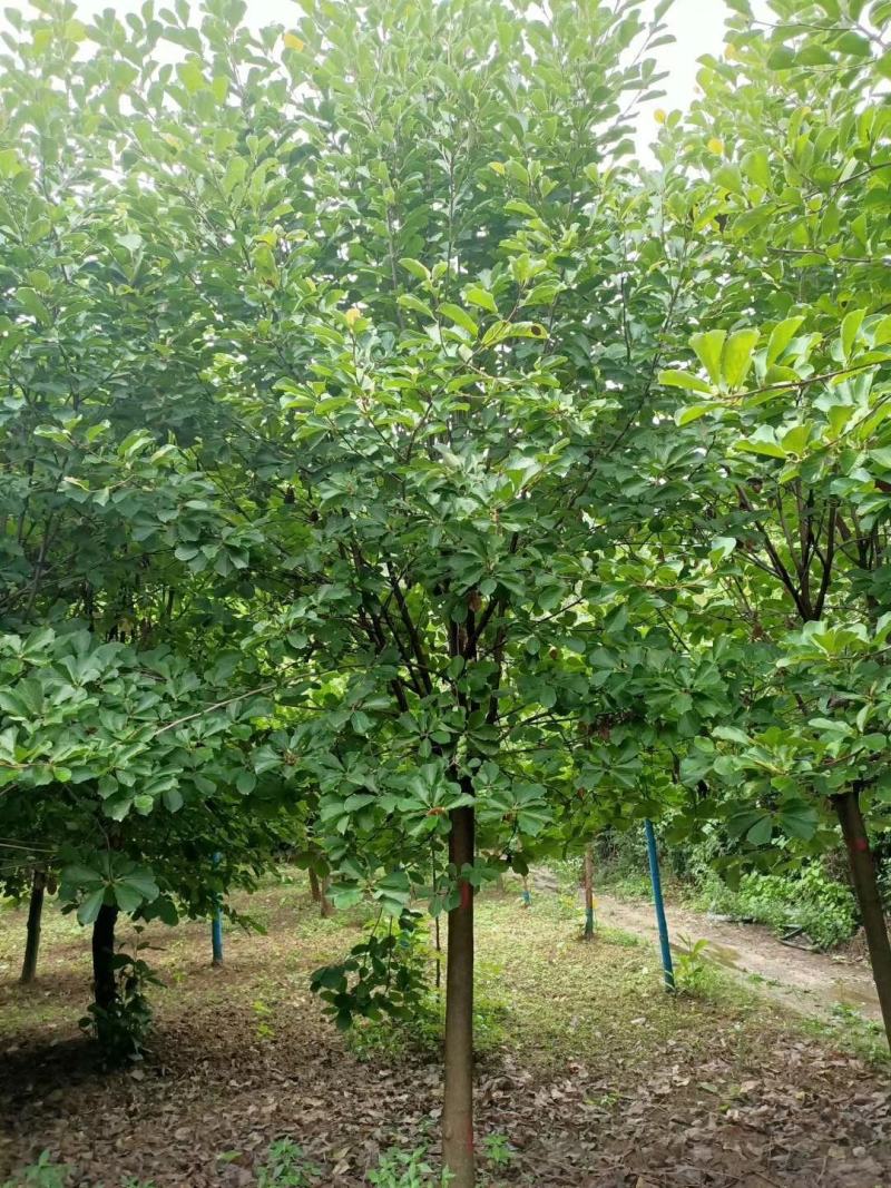 高杆玉兰树，红黄白紫玉兰，南召玉兰之乡，