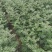大红袍和狮子头花椒苗。河南西华县总批发。0.5一2公分