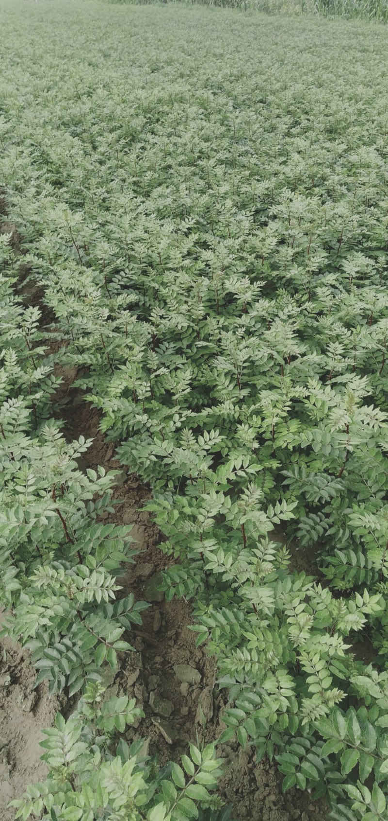 大红袍和狮子头花椒苗。河南西华县总批发。0.5一2公分