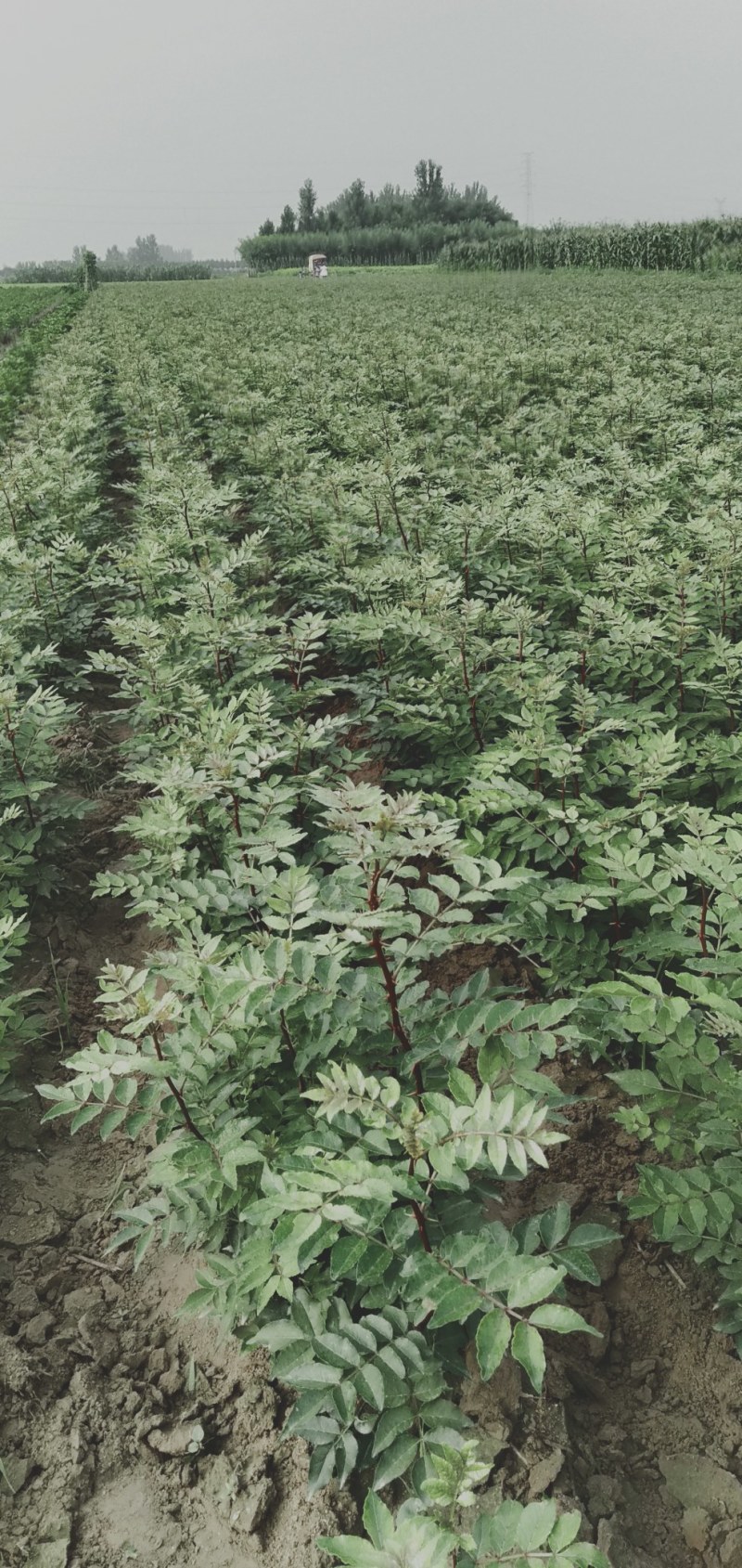 大红袍和狮子头花椒苗。河南西华县总批发。0.5一2公分
