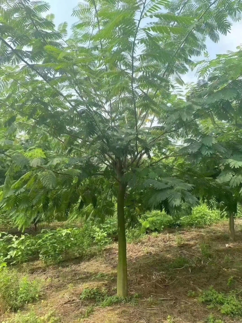 合欢，合欢树，合欢苗，10公分合欢，8公分合欢