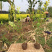 金叶女贞，黄叶女贞，50高金叶女贞，金叶女贞毛球