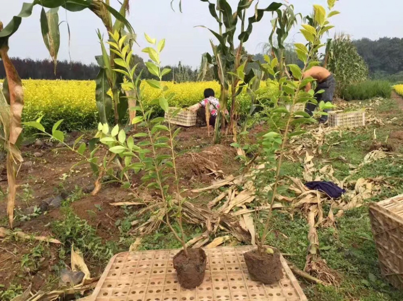 金叶女贞，黄叶女贞，50高金叶女贞，金叶女贞毛球