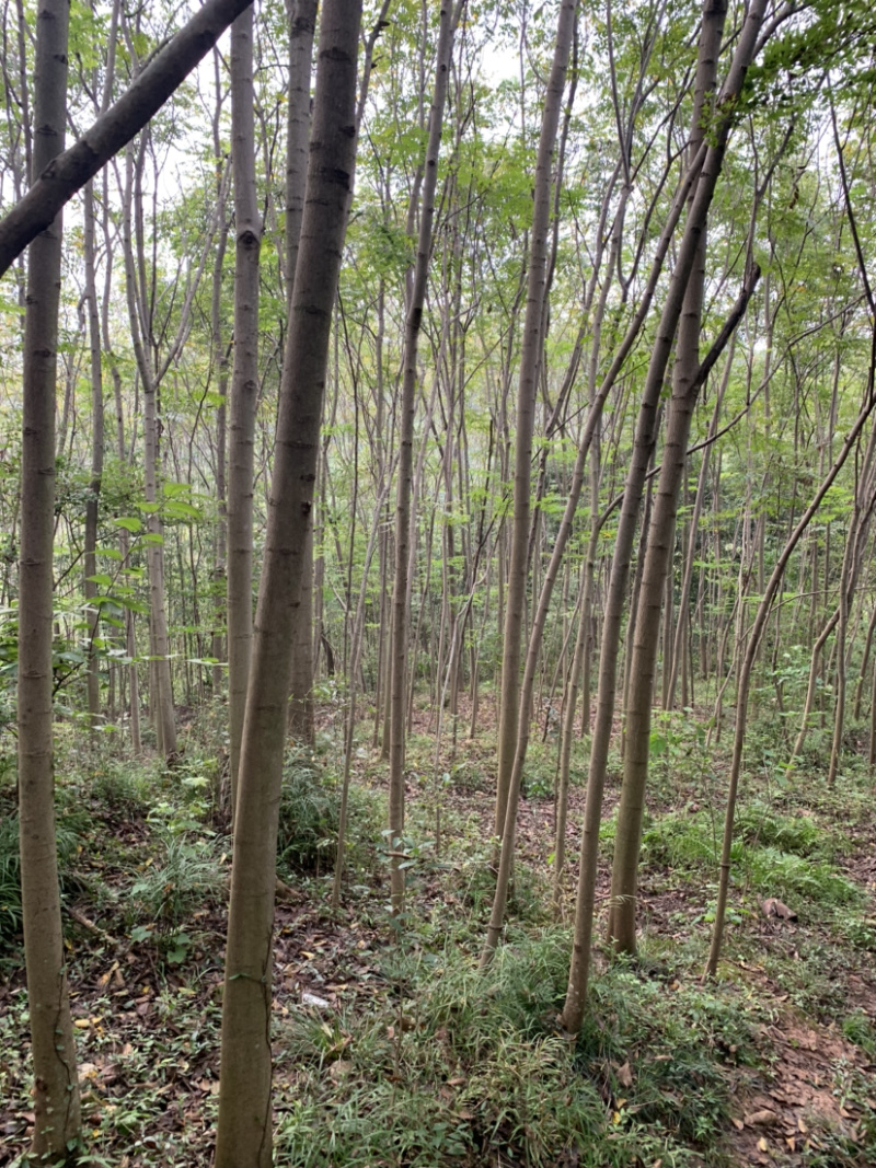 3-8公分截杆栾树，可裸根，也可以带土球发货