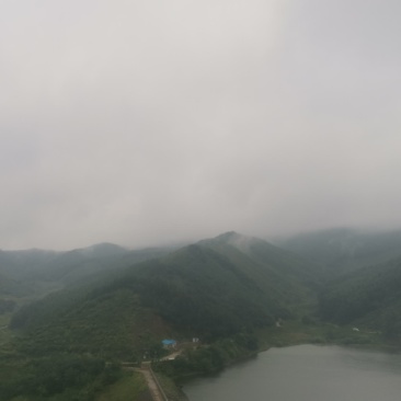 出售纯绿色柞蚕蛹