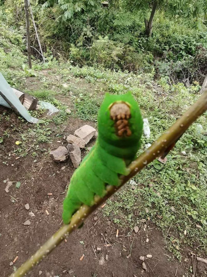出售纯绿色柞蚕蛹