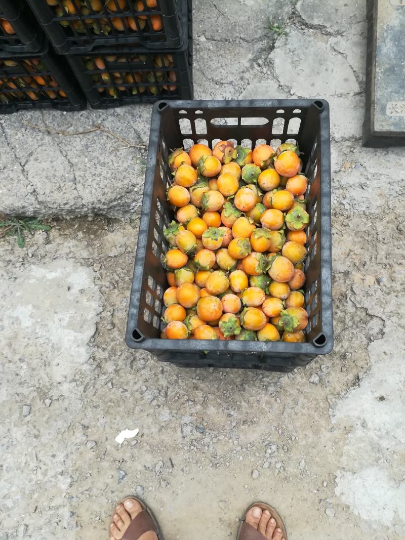 早熟吊红提前上市欢迎