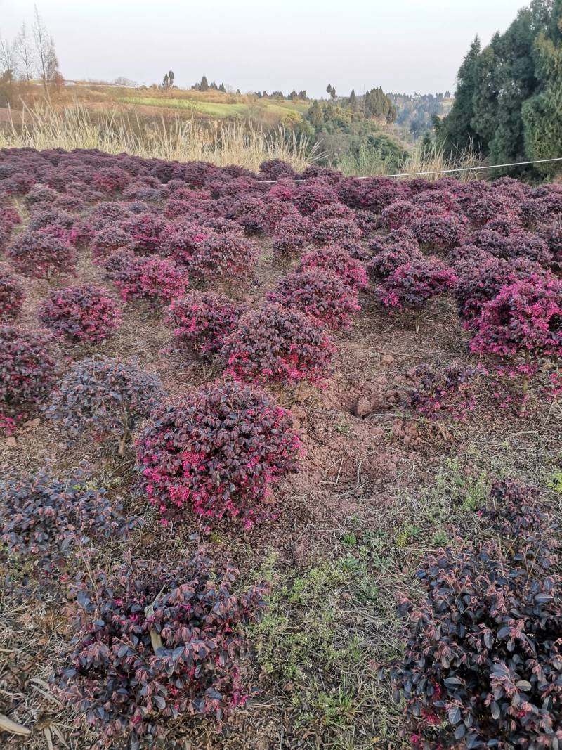 红花继木球，大小规格都有
