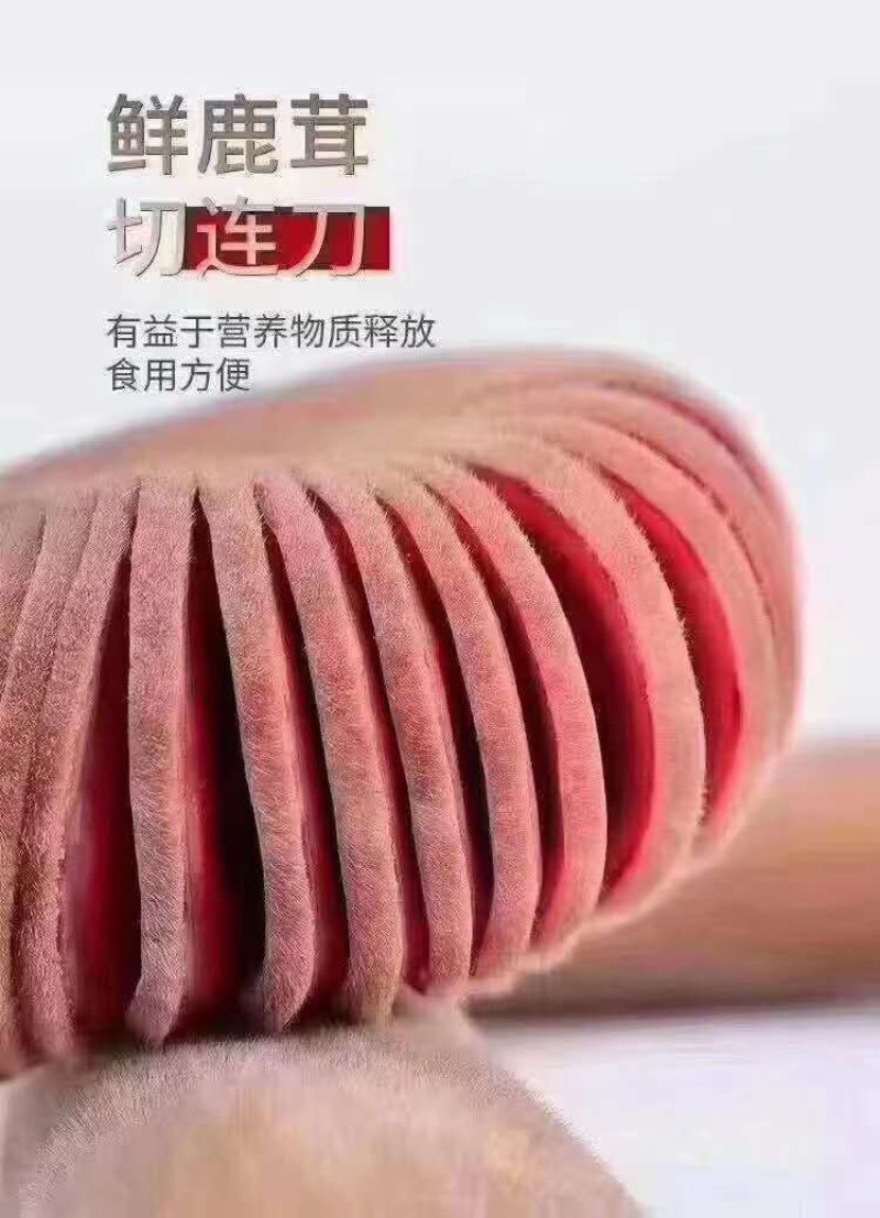 【推荐】精品梅花鲜鹿茸整支鲜切一手货源欢迎采购加