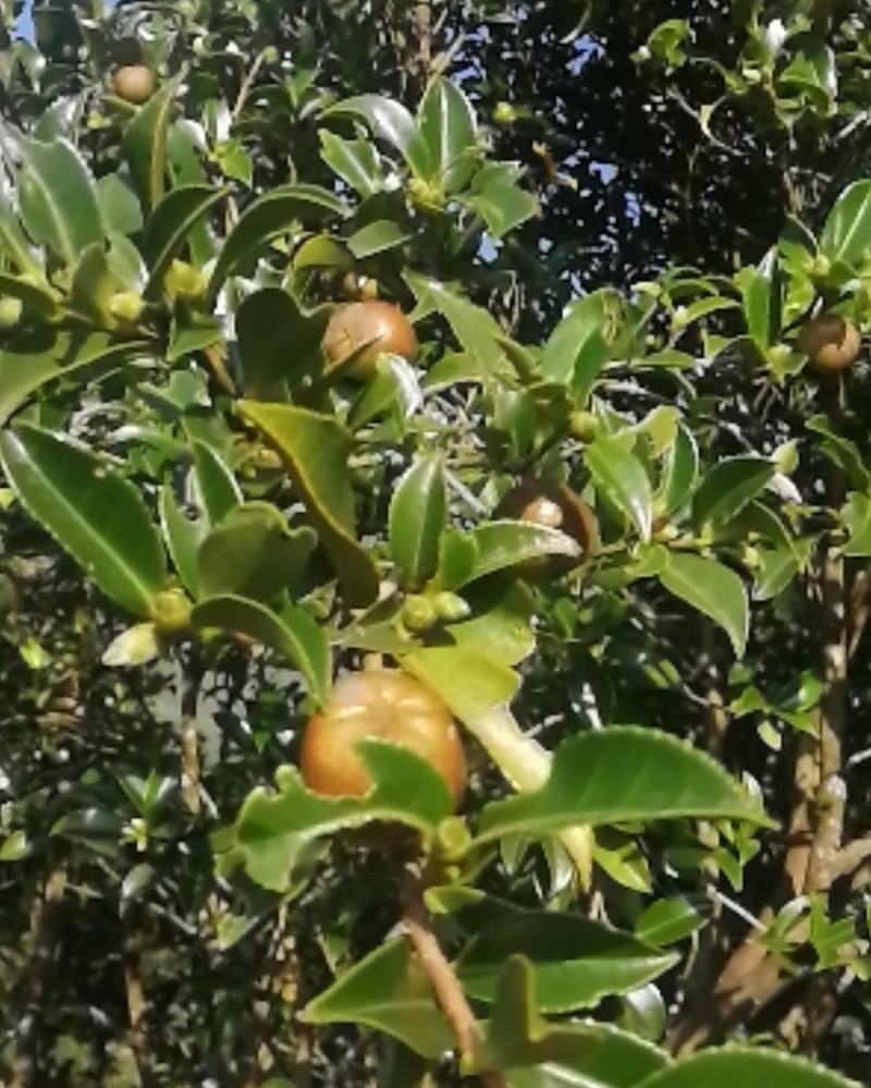 又是一个收获的季节有需要的赶紧出手
