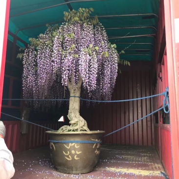紫藤，3公分紫藤，紫藤小苗，8公分紫藤，紫藤种子