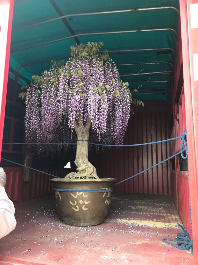 紫藤，3公分紫藤，紫藤小苗，8公分紫藤，紫藤种子
