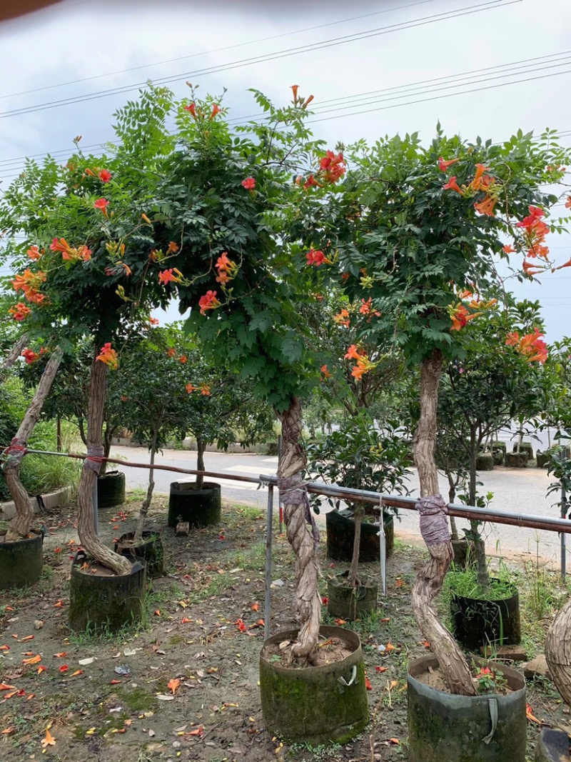 凌霄，美国凌霄，中华凌霄，凌霄小苗，5公分凌霄