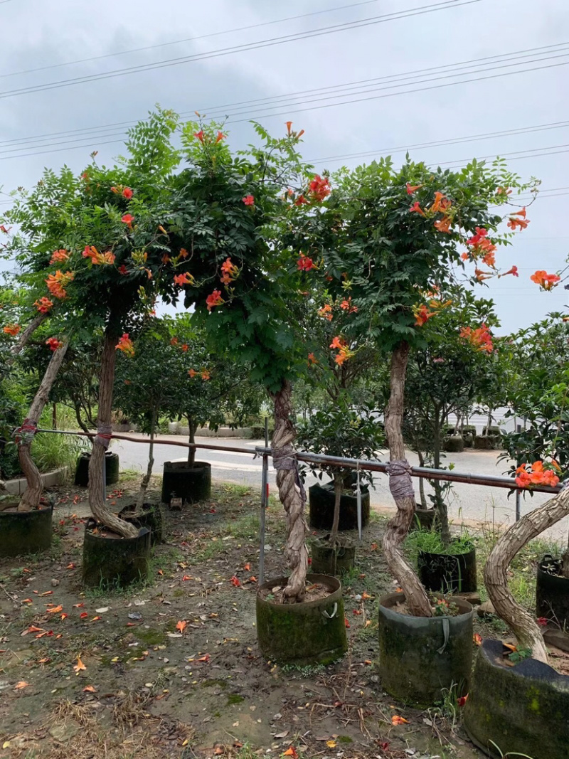 凌霄，美国凌霄，中华凌霄，凌霄小苗，5公分凌霄