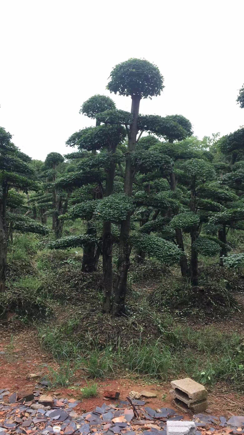 女贞造型树，造型女贞树，女贞地景树，女贞树