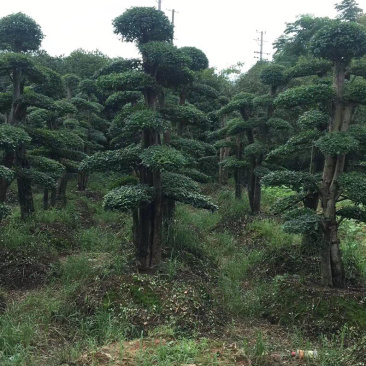 女贞造型树，造型女贞树，女贞地景树，女贞树