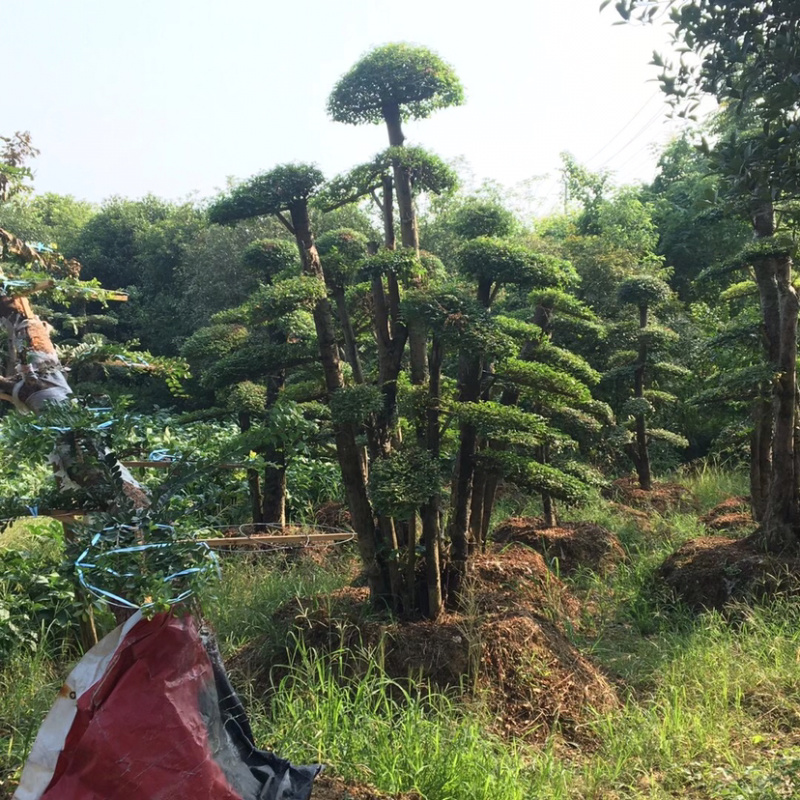 女贞造型树，造型女贞树，女贞地景树，女贞树