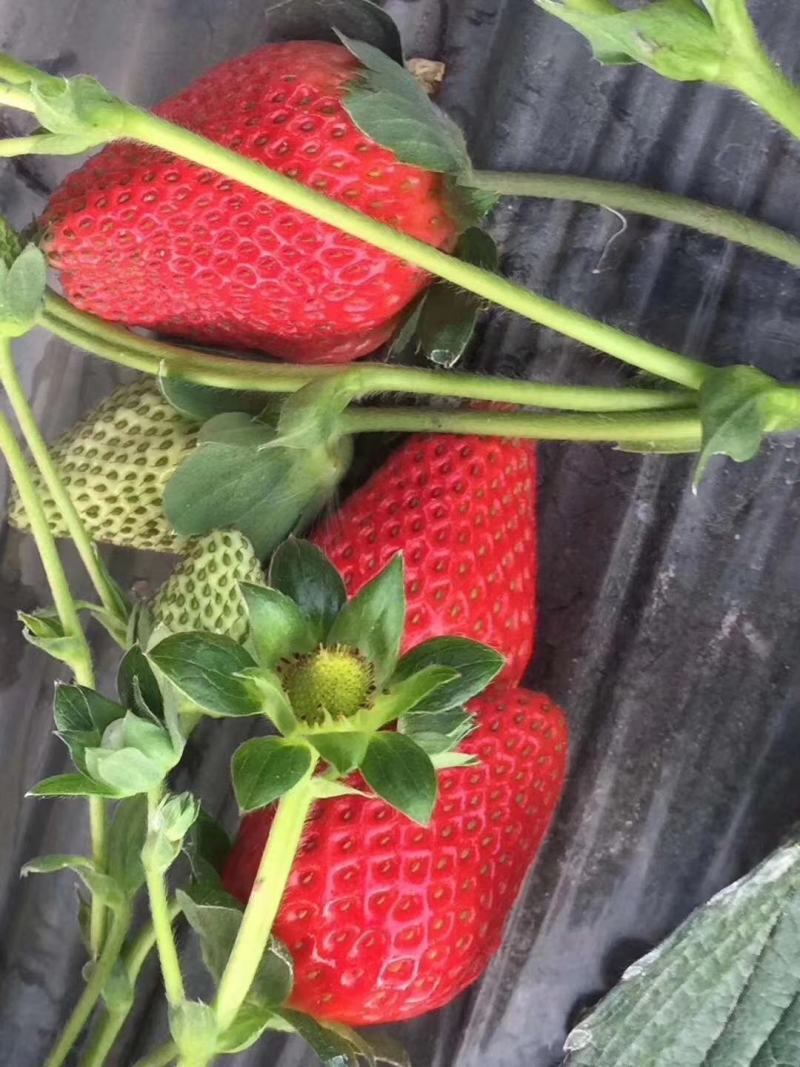 红颜巧克力黔莓草莓苗产量高抗病能力强口感好成活率高