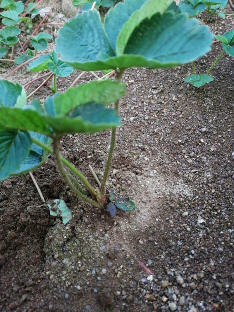 红颜巧克力黔莓草莓苗产量高抗病能力强口感好成活率高