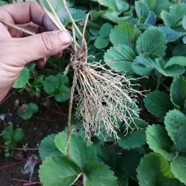 红颜巧克力黔莓草莓苗产量高抗病能力强口感好成活率高