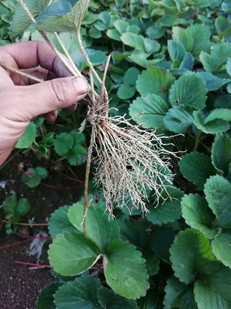 红颜巧克力黔莓草莓苗产量高抗病能力强口感好成活率高