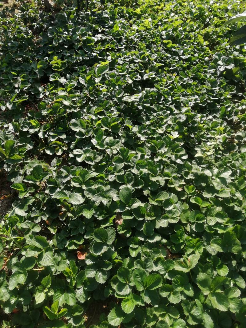 红颜巧克力黔莓草莓苗产量高抗病能力强口感好成活率高
