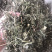 特优供应穿心莲（中药材穿心莲切段干货）产地发货