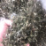 特优供应穿心莲（中药材穿心莲切段干货）产地发货