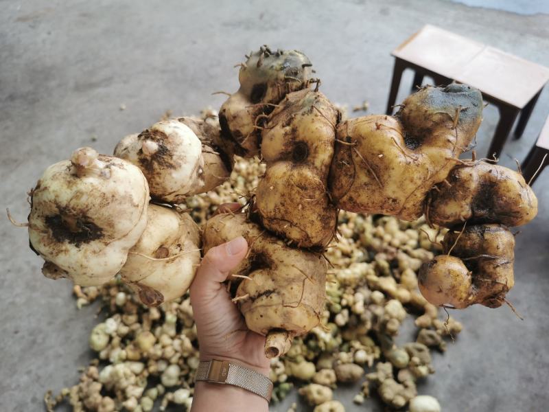 黄精统片云南产区野生甜黄精药厂投料货一手货源