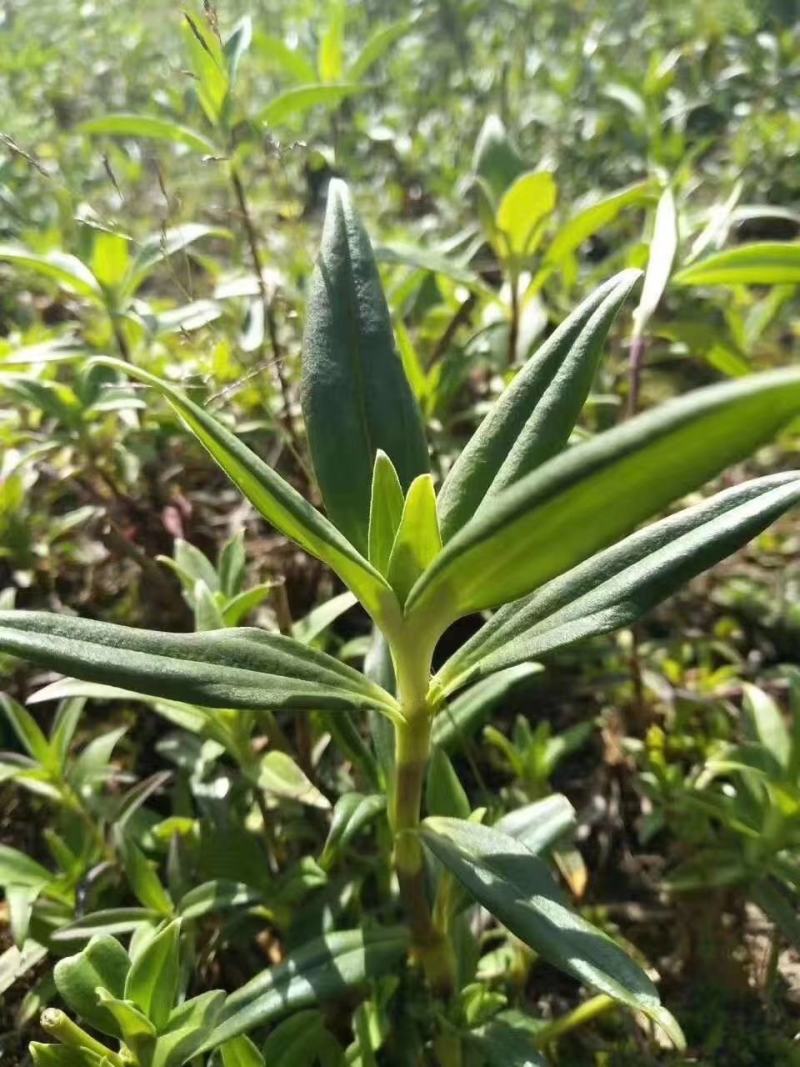 龙胆草选货滇龙胆草个子基地直供云南临沧产地