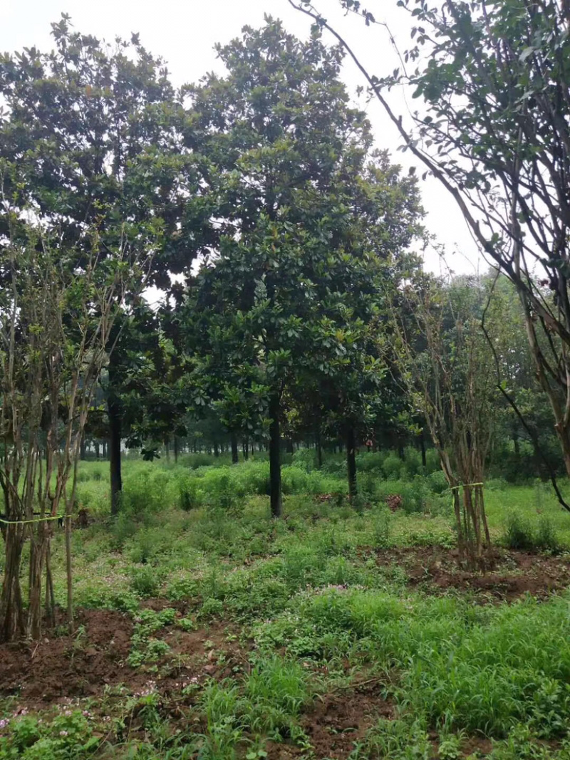 广玉兰，广玉兰小苗，10公分广玉兰，15公分广玉兰