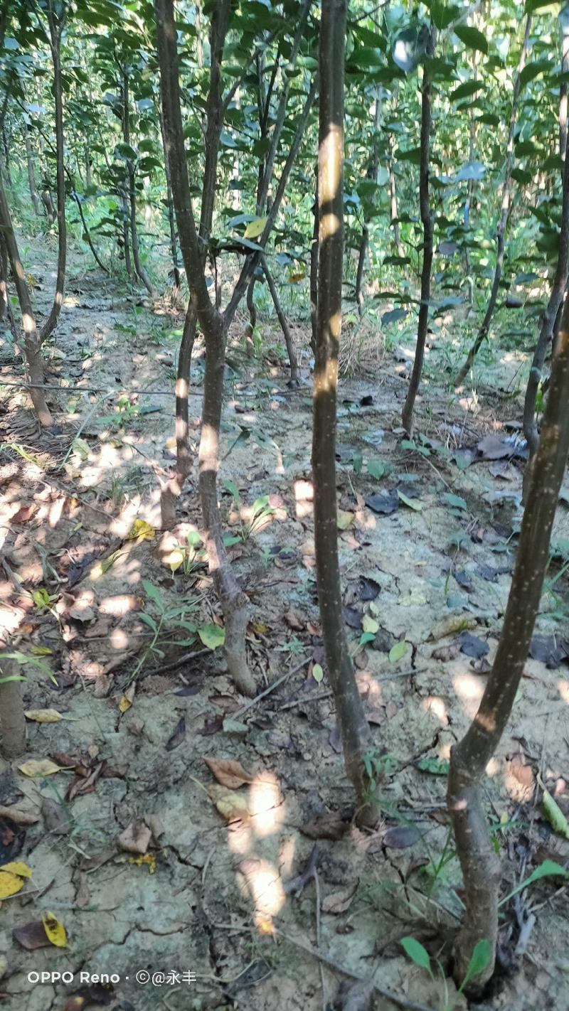 优质西梅李子苗，法兰西，女神，等品种，当年结果，