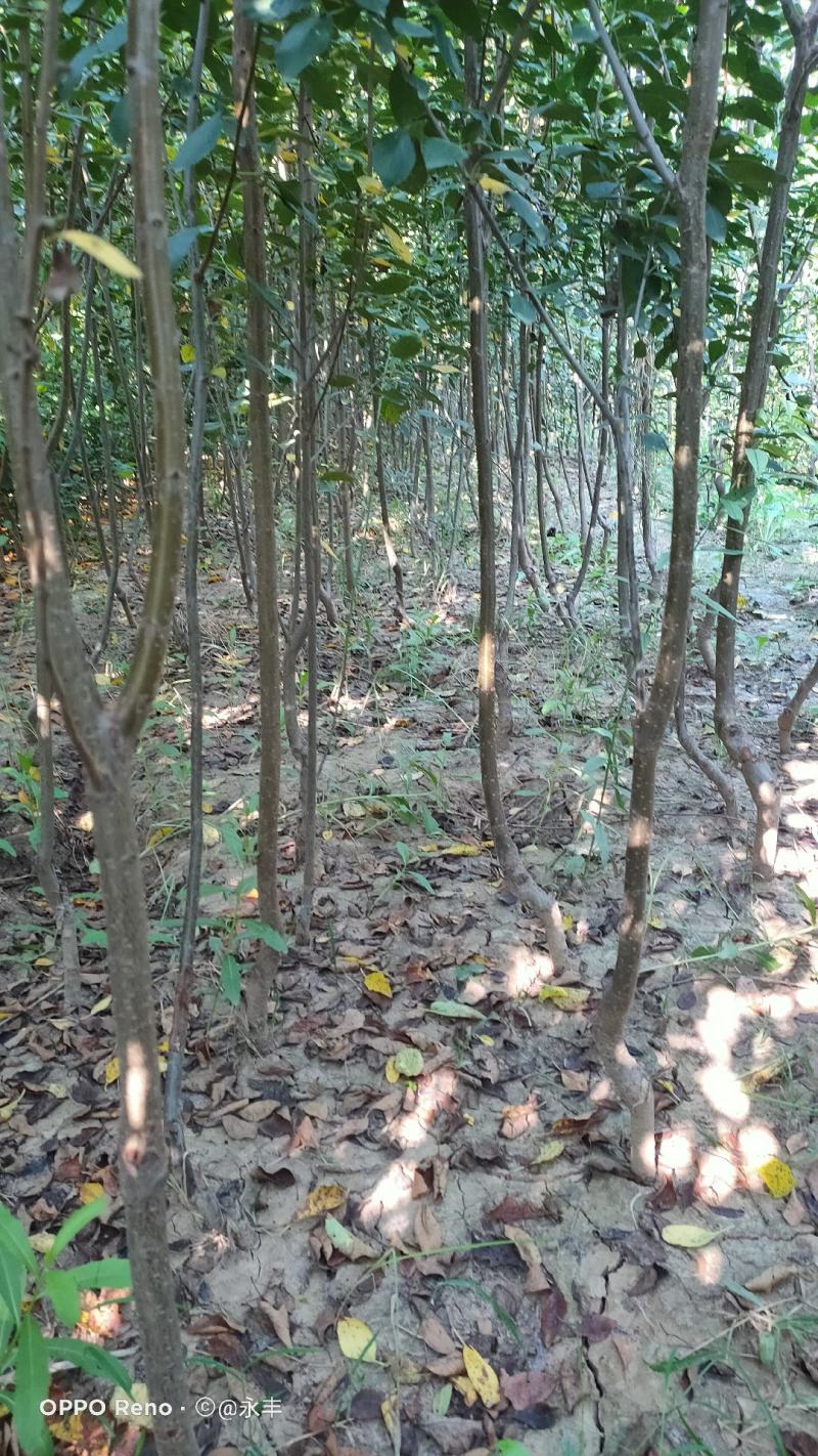 优质西梅李子苗，法兰西，女神，等品种，当年结果，