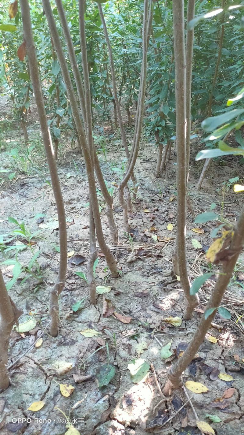 优质西梅李子苗，法兰西，女神，等品种，当年结果，