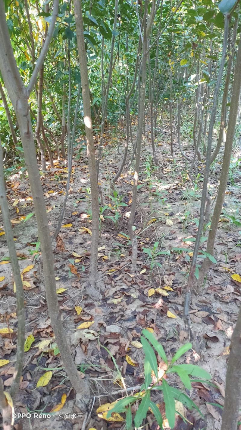 优质西梅李子苗，法兰西，女神，等品种，当年结果，