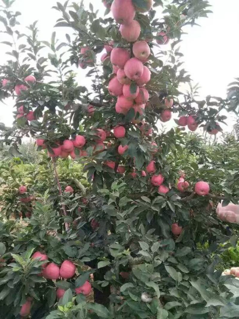 纸袋红星颜色全红个头大均匀标光亮度杠杠的