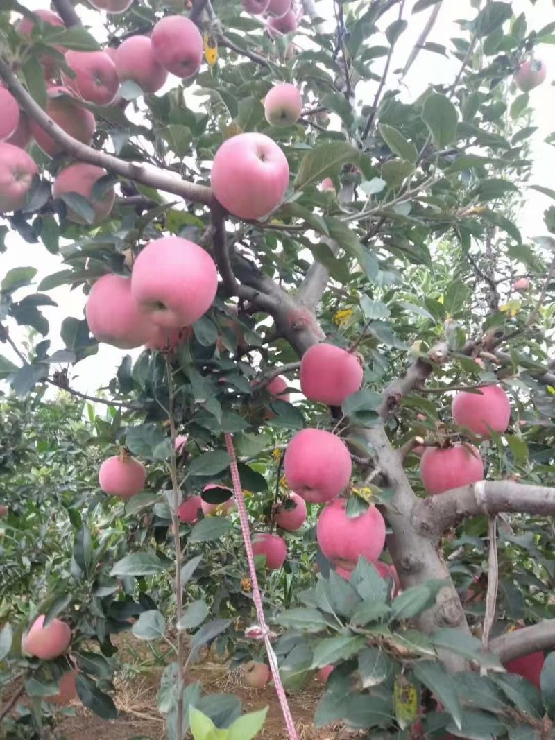 纸袋红星颜色全红个头大均匀标光亮度杠杠的