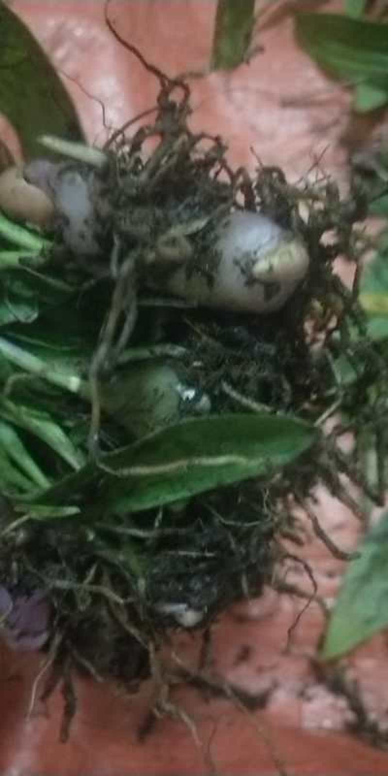 云南独蒜兰苗(优质品种)