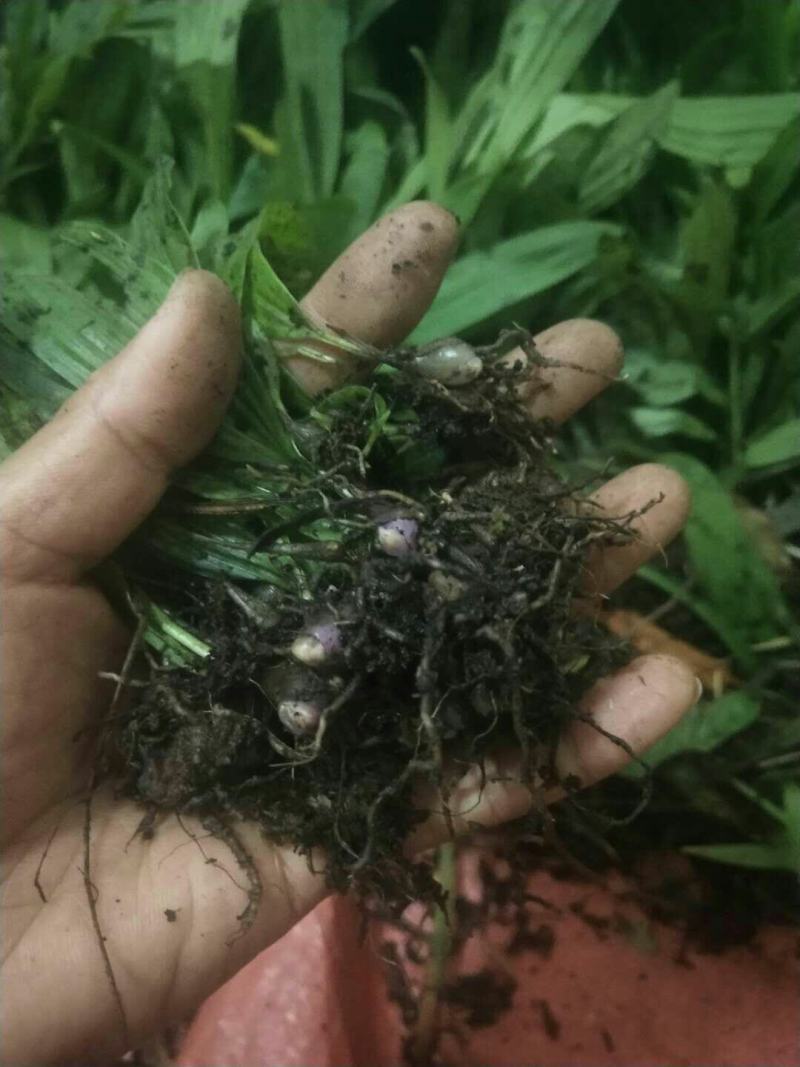云南独蒜兰苗(优质品种)