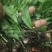 云南独蒜兰苗(优质品种)