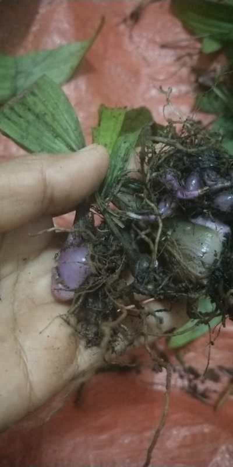 云南独蒜兰苗(优质品种)