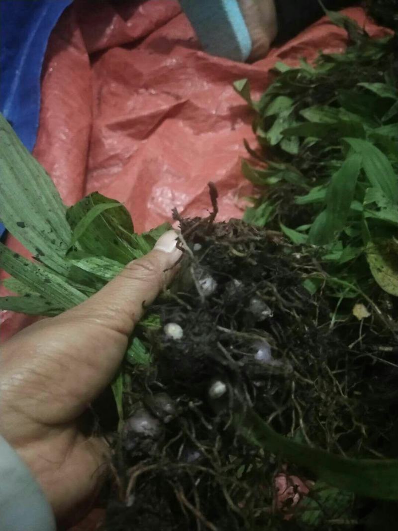 云南独蒜兰苗(优质品种)