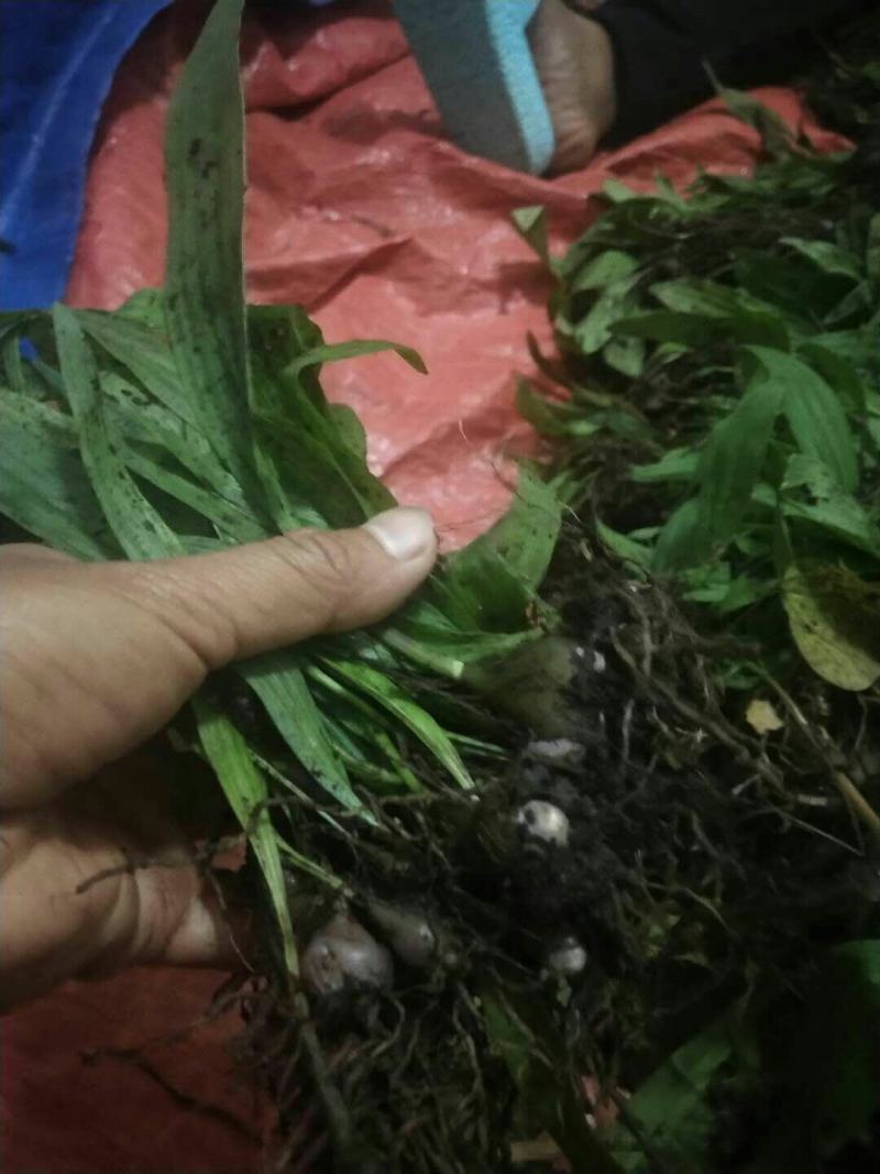 云南独蒜兰苗(优质品种)