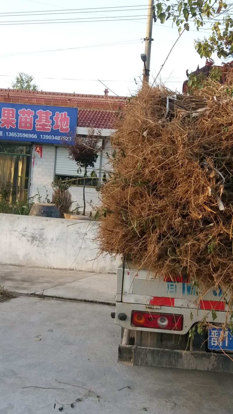 2年连翘苗-正宗药用-假一赔10，欢迎看苗