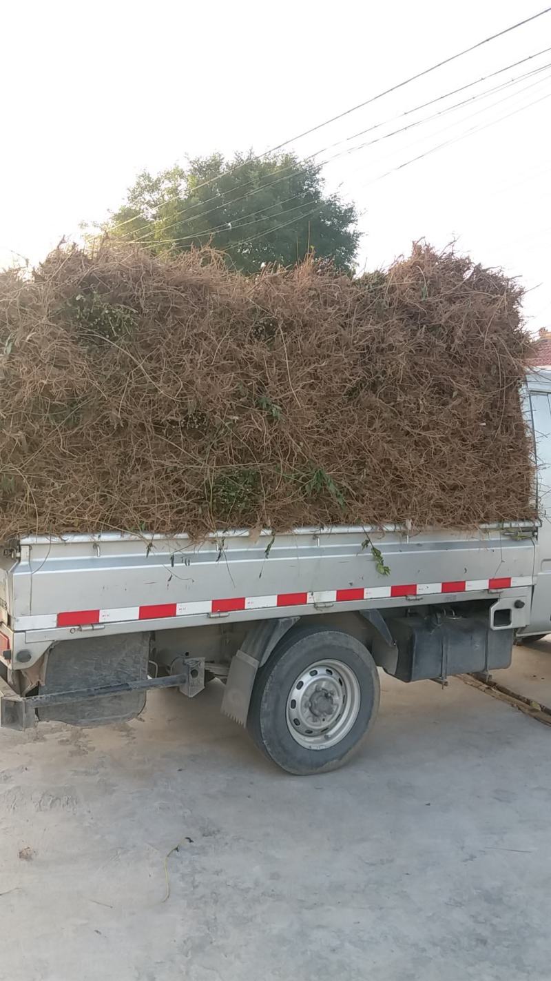 2年连翘苗-正宗药用-假一赔10，欢迎看苗