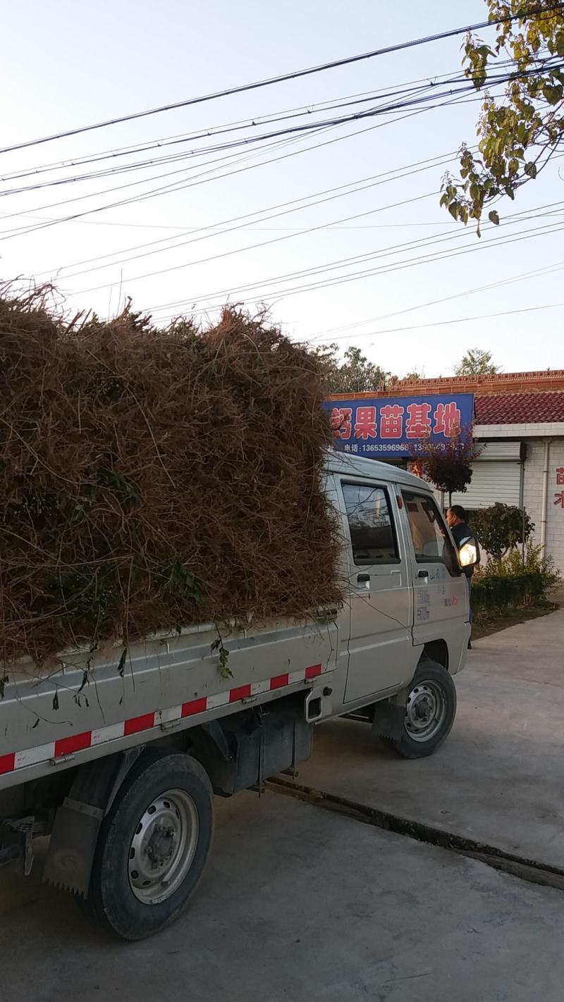 2年连翘苗-正宗药用-假一赔10，欢迎看苗
