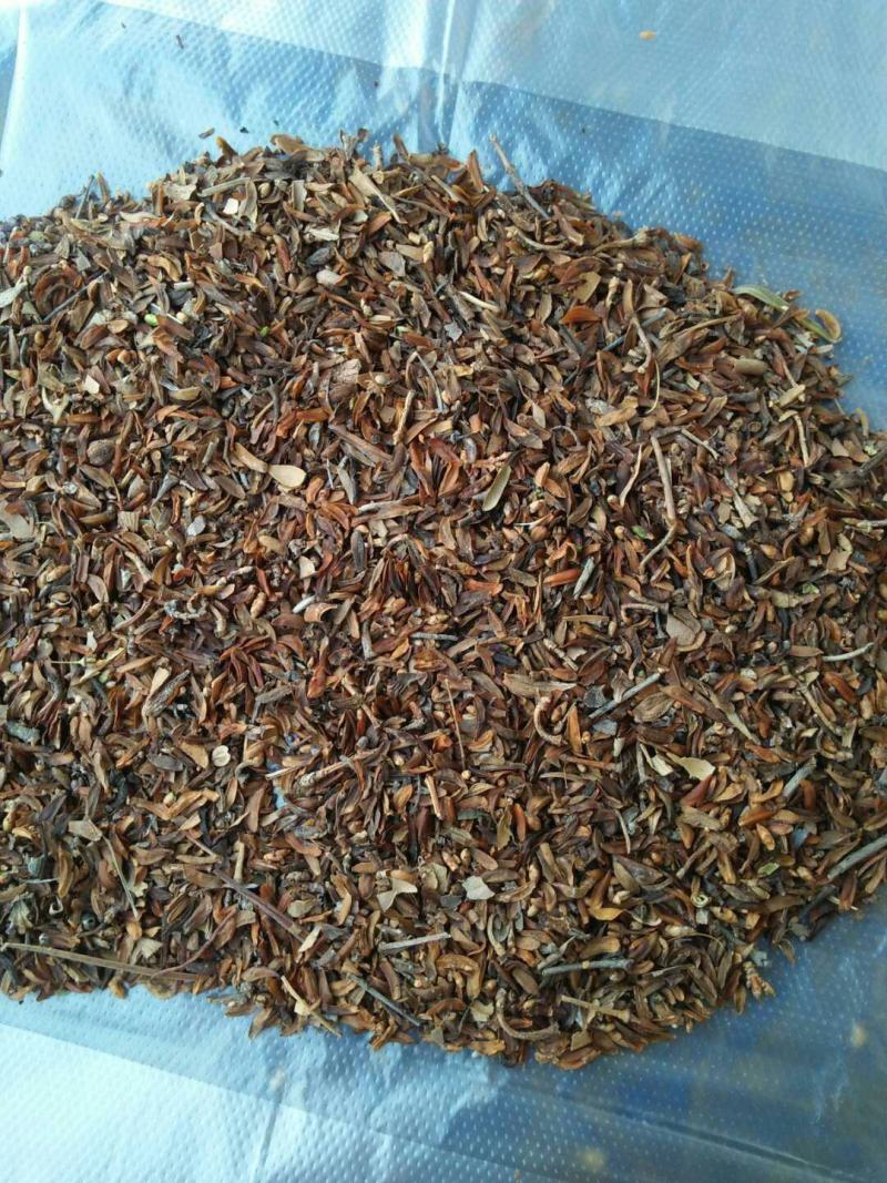 2年连翘苗-正宗药用-假一赔10，欢迎看苗