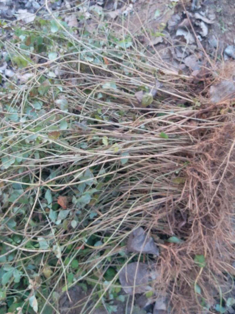2年连翘苗-正宗药用-假一赔10，欢迎看苗