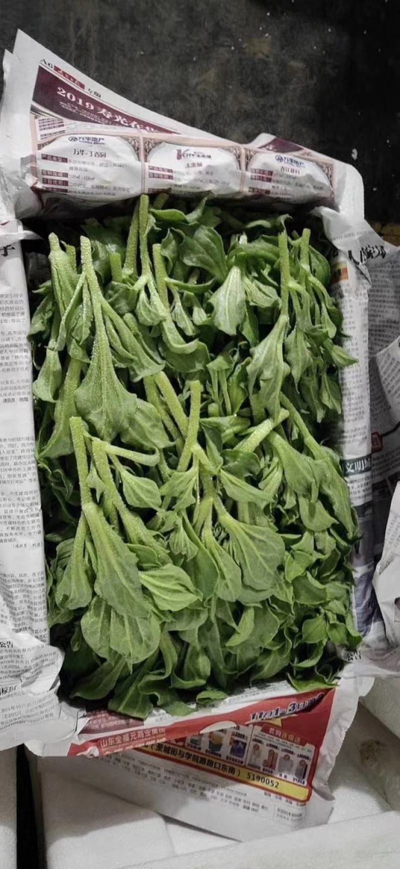 冰菜冰草种苗盆栽特菜籽冰菜四季大棚四季种植