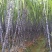 河南商丘黑皮甘蔗，汁多脆甜，一手货源，无任何费用。
